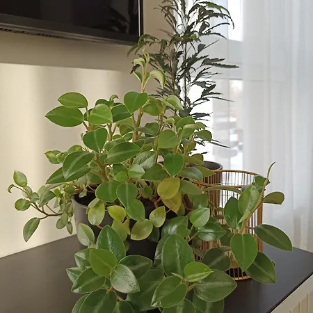 With A Balcony And An Impressive Terrace On The Roof Of The House