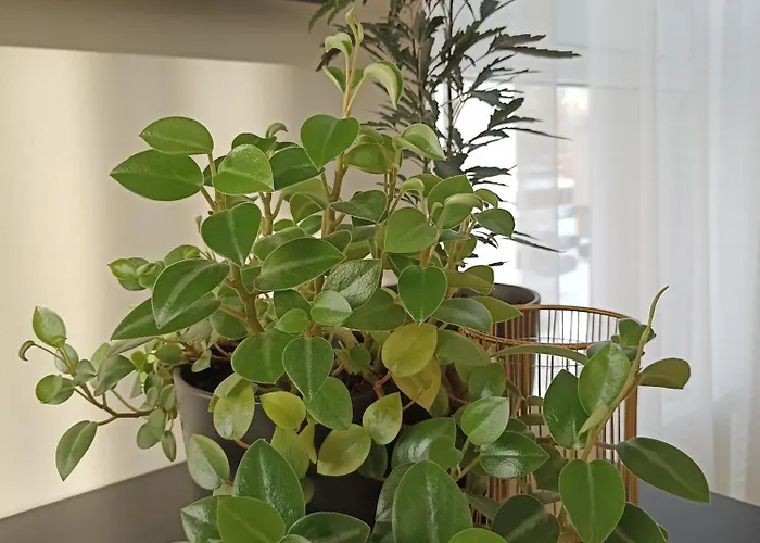 With A Balcony And An Impressive Terrace On The Roof Of The House